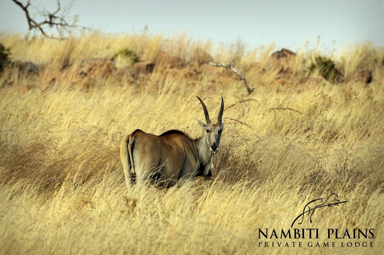 Nambiti Plains Villa Ladysmith Exterior photo