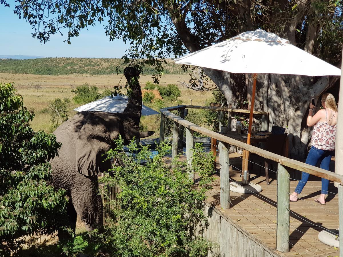 Nambiti Plains Villa Ladysmith Exterior photo